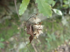 Brachyglottis perdicioides