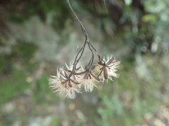 Brachyglottis perdicioides