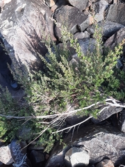 Leptospermum lanigerum