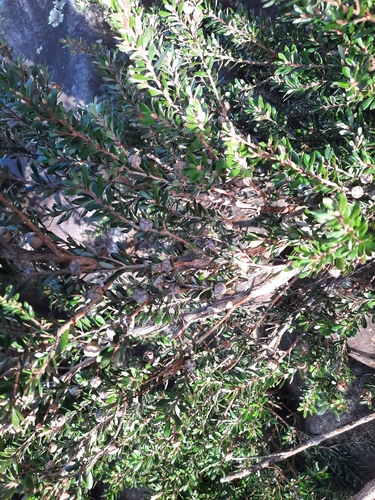 Leptospermum lanigerum, photograph 2