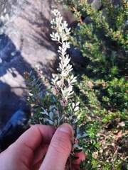 Leptospermum lanigerum, photograph (c) Stella Fish, some rights reserved (CC BY)