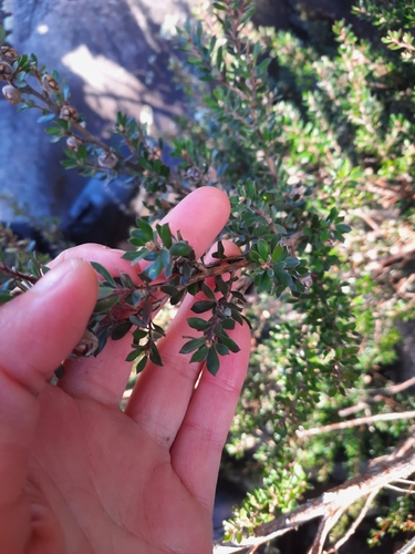 Leptospermum lanigerum, photograph 4