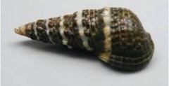 Batillaria zonalis image