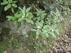 Brachyglottis perdicioides