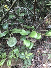 Dendrotrophe varians