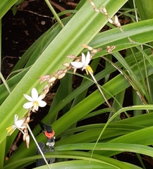 Chlorophytum saundersiae