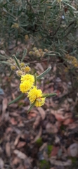 Acacia aspera, photograph (c) Post Office Hill Reserve, some rights reserved (CC BY)