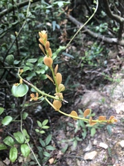 Dendrotrophe varians