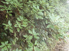 Brachyglottis perdicioides