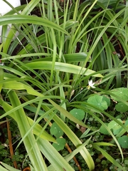 Chlorophytum saundersiae