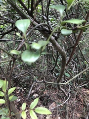 Dendrotrophe varians