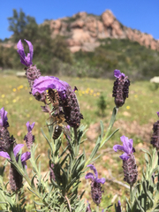 Rhynocoris erythropus