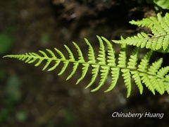 Amauropelta beddomei
