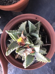 Faucaria