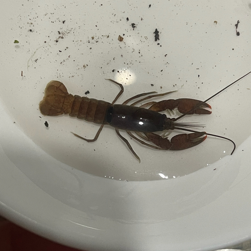 orange-fingered yabby