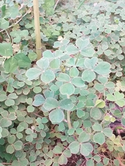 Oxalis tuberosa