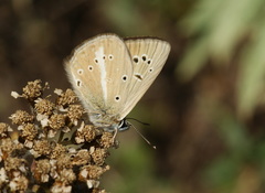 Polyommatus ripartii