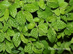 Elatostema parvum