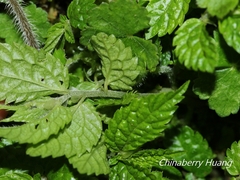 Elatostema parvum