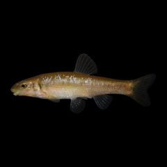 Cutlip Minnow photo 2