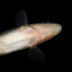 Cutlip Minnow photo 3