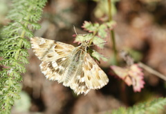Muschampia lavatherae