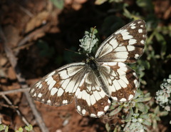 Melanargia larissa