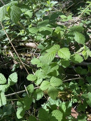 Rubus