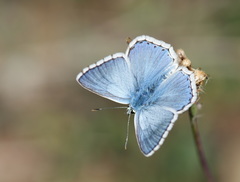 Polyommatus corydonius