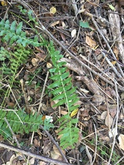 Blechnum australe australe