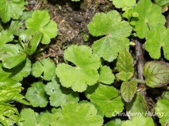 Hydrocotyle setulosa