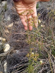 Wahlenbergia neorigida