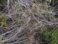 Wahlenbergia neorigida