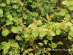 Actinidia setosa