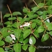 Damnacanthus indicus - Photo (c) Lijin Huang (紫楝), algunos derechos reservados (CC BY-NC), uploaded by Lijin Huang (紫楝)
