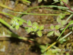 Galium formosense