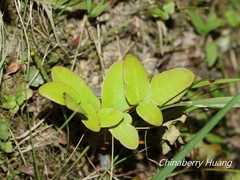 Osmunda japonica
