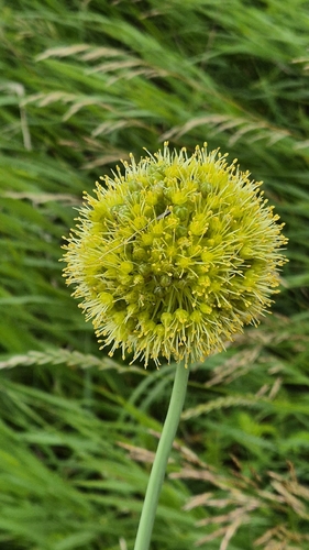 Allium obliquum, photograph 3