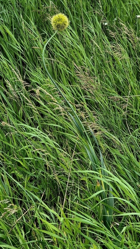 Allium obliquum, photograph 5