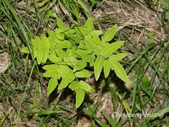 Osmunda japonica