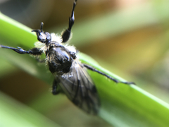Bibio albipennis