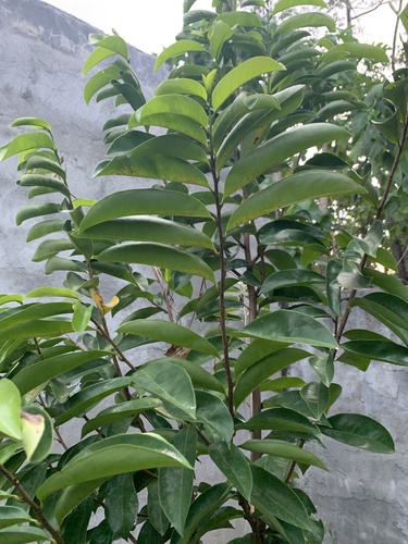 Annona muricata