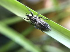 Bibio albipennis