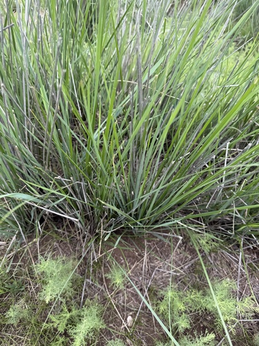 Chee grass
