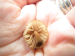 Entoloma aromaticum