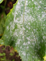 Golovinomyces tabaci