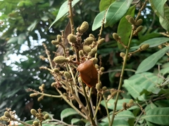 Tessaratoma papillosa