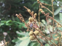 Tessaratoma papillosa