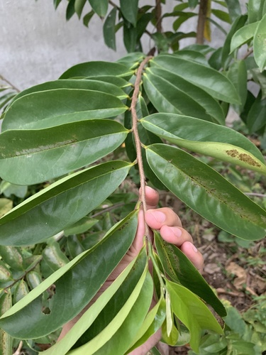 Annona muricata