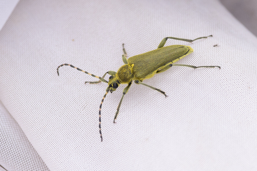 Lepturobosca virens